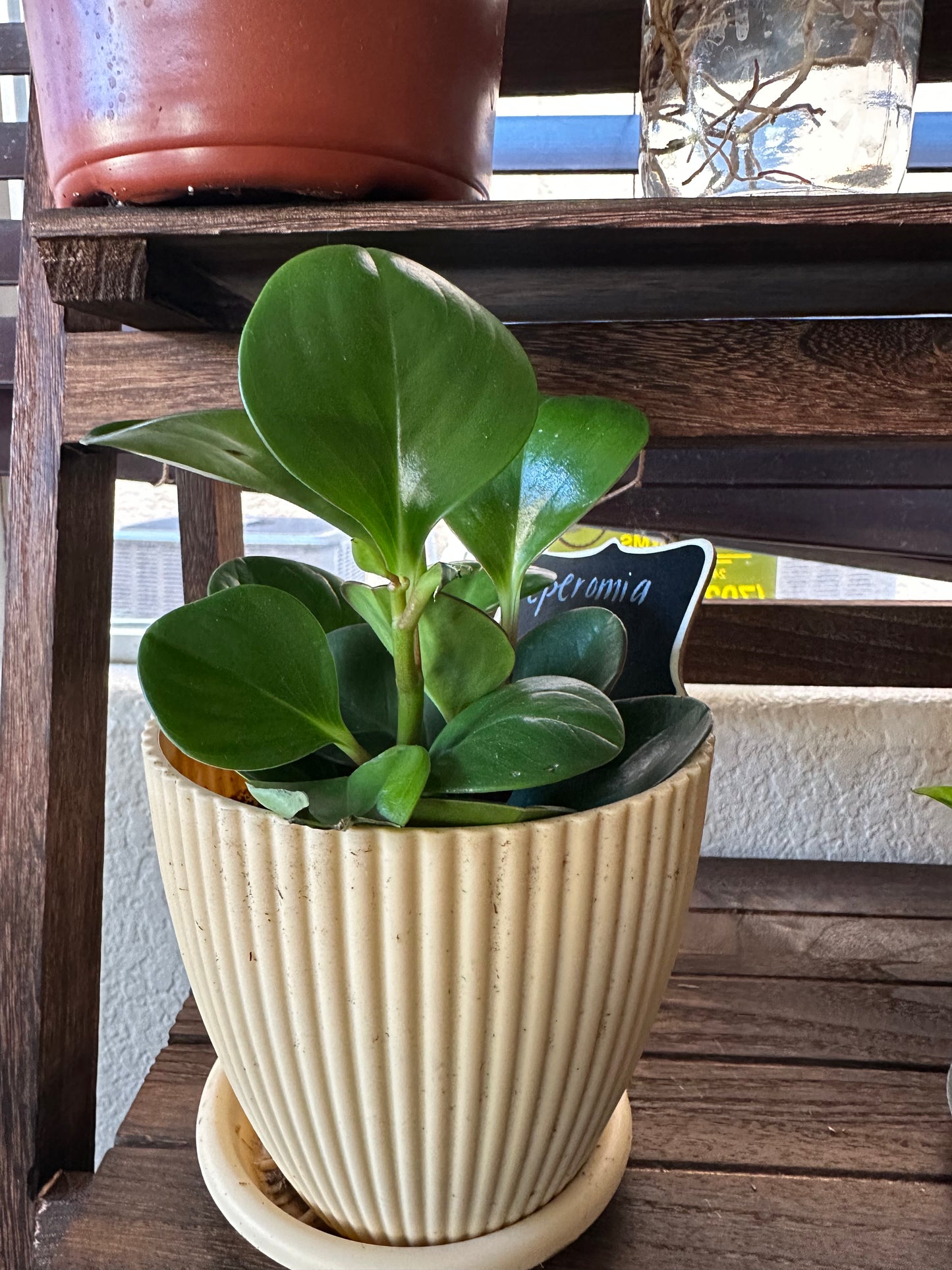 Peperomia Green