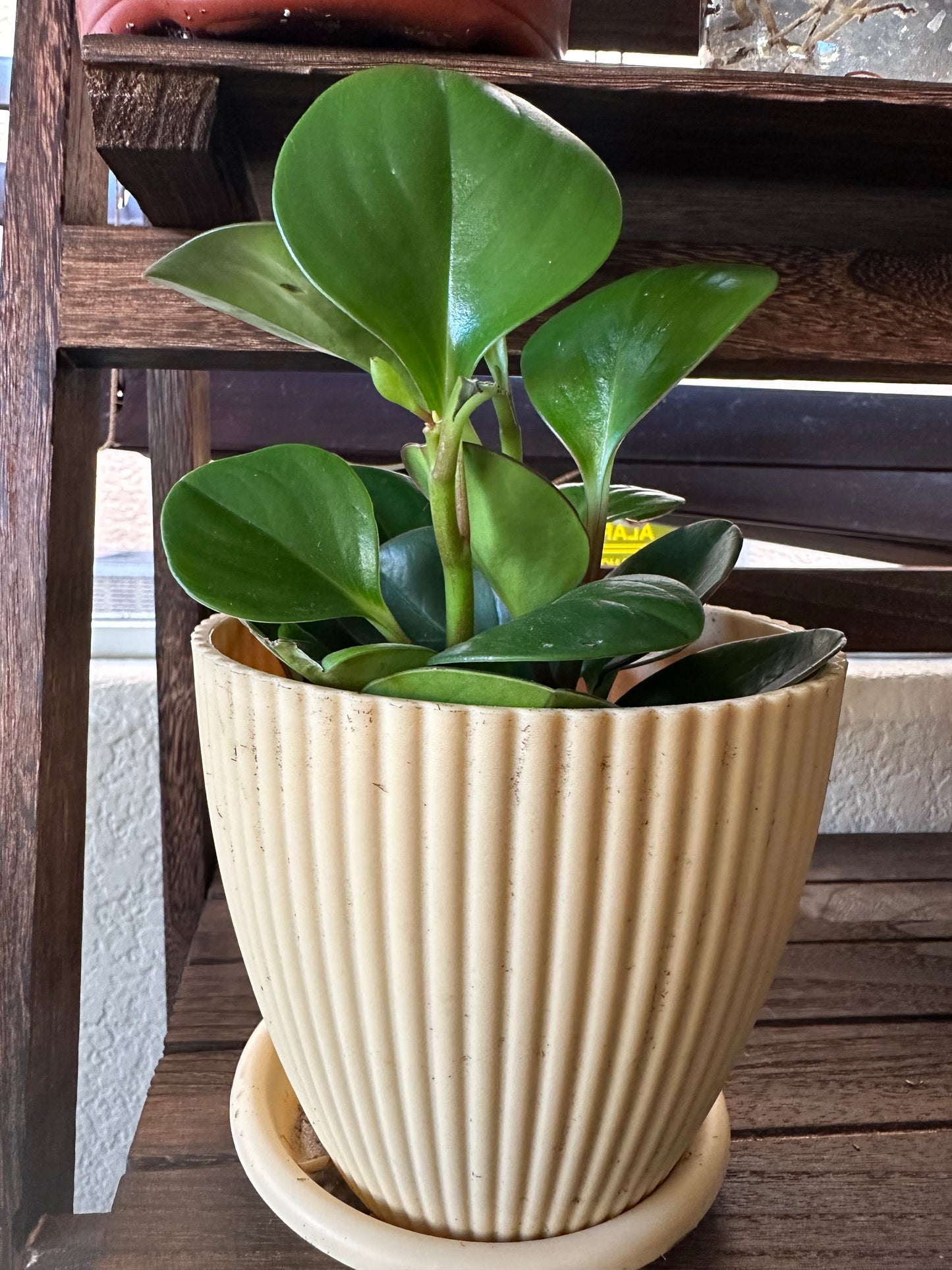 Peperomia Green