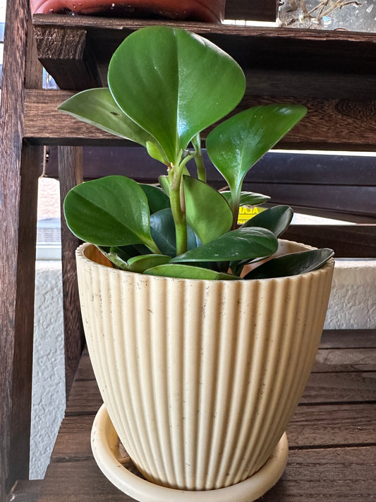 Peperomia Green