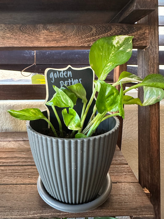 Golden Pothos